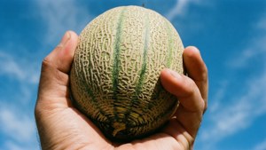 Holding a Crenshaw Melon