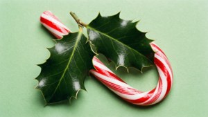 Holly and Candy Cane