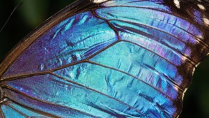 Holographic Butterfly Wings