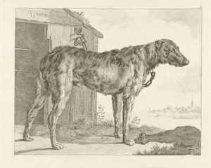 Hond