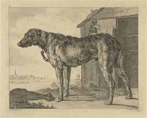 Hond