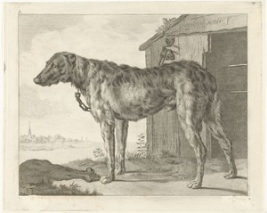 Hond
