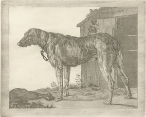Hond