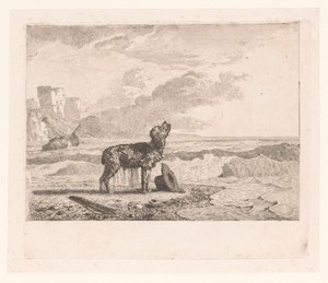 Hond aangespoeld op het strand na schipbreuk