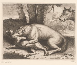 Hond aangevallen door een wolf