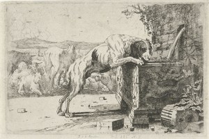 Hond bij een fontein