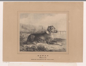 Hond Donau