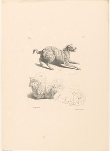 Hond en schapen