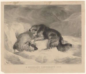 Hond redt een schaap uit de sneeuw