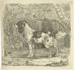 Hond staand bij hok