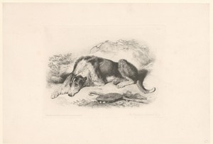 Hond van de herder