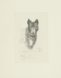 Hond van voren