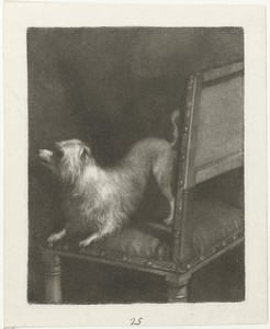 Hondje op een stoel