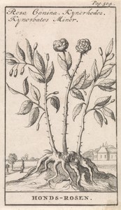 Hondsroos