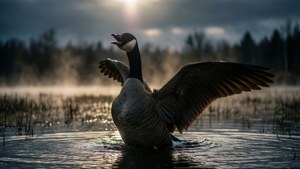 Honking at Dusk
