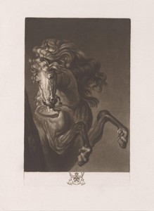 Hoofd en benen van een springend paard