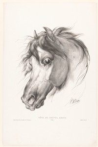 Hoofd van een Arabisch paard