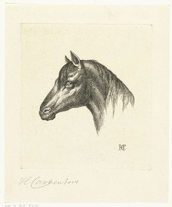 Hoofd van een paard