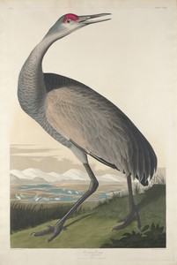 Hooping Crane