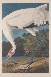 Hooping Crane