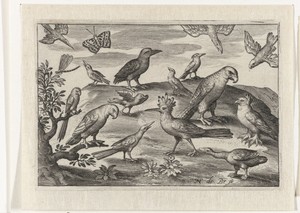 Hop en andere vogels