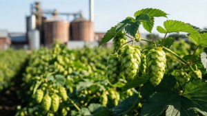Hop Field View