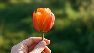 Hope for MS