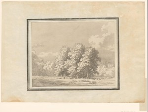 Horse Chestnut