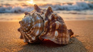 Horse Conch Beach