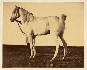 [Horse]