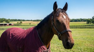 Horse Farm Serenity