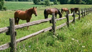 Horse Grazing Meadow