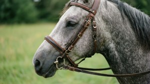 Horse in Bridle