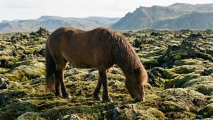 Horse in Lava Field