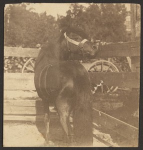 [Horse in Pen]