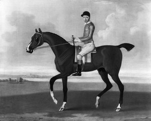 Horse Portrait Of ""Flying Childers""