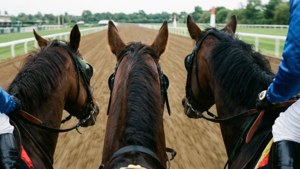 Horse's Eye View