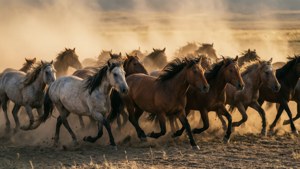 Horse Stampede