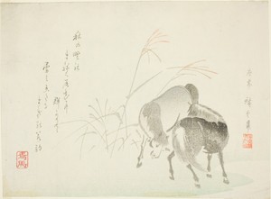Horses and grasses