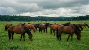 Horses in Lush Meadow