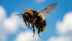 Hovering Bumblebee Sky