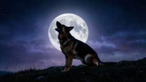 Howl at the Moon