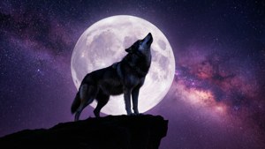 Howling Wolf Moon