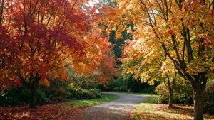 Hoyt Arboretum Autumn