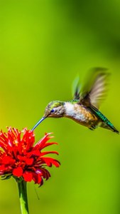 Hummingbird in Flight