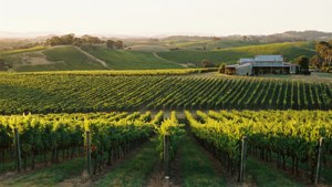 Hunter Valley Vineyards