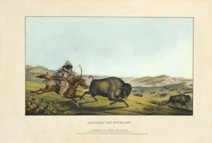 Hunting the Buffaloe