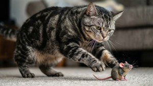 Huntress Pounce