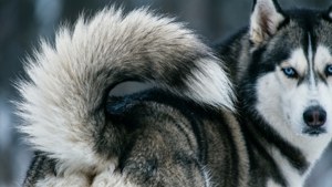 Husky Curled Tail