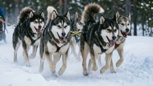 Husky Sledding Lapland